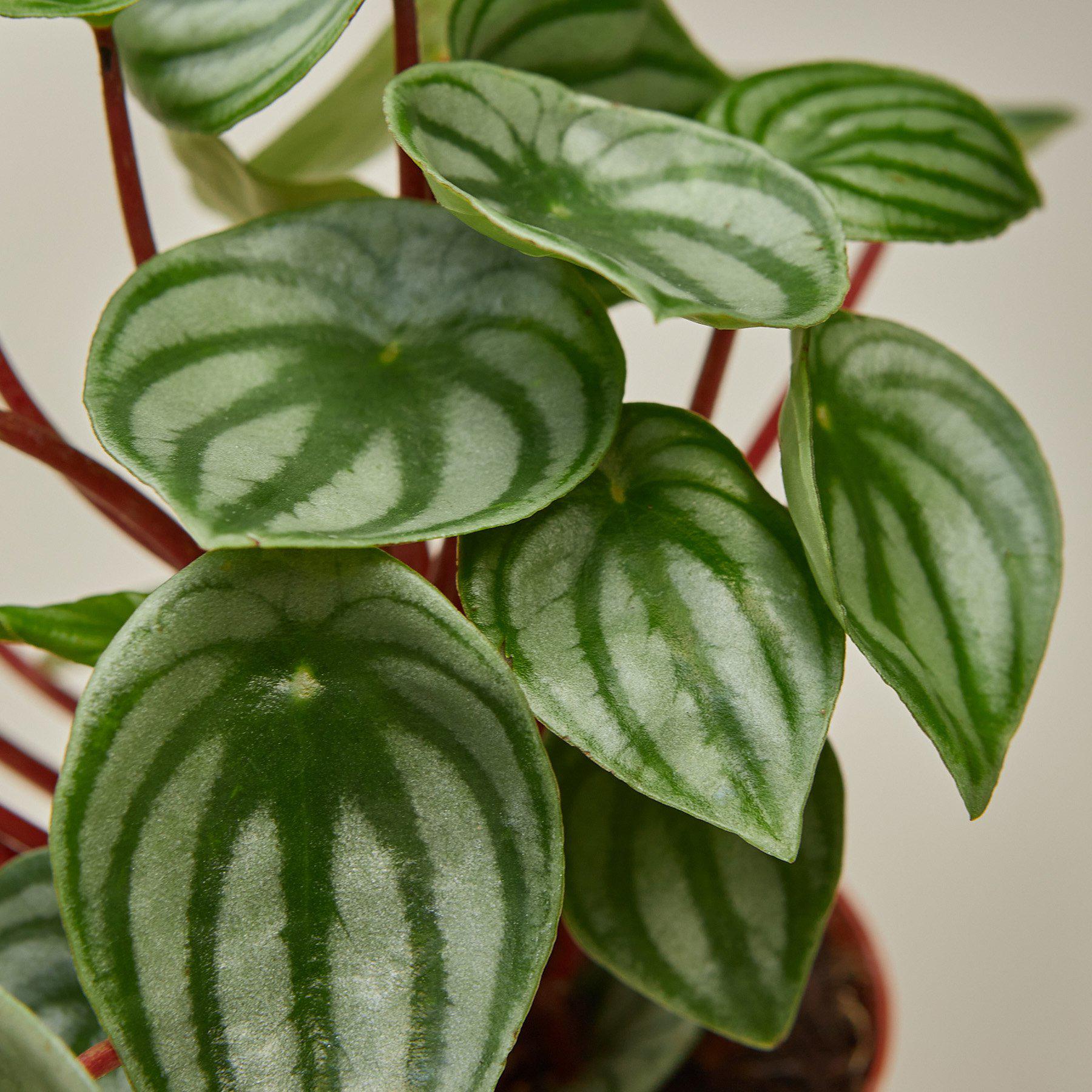 House Plant Shop: Peperomia 'Watermelon'