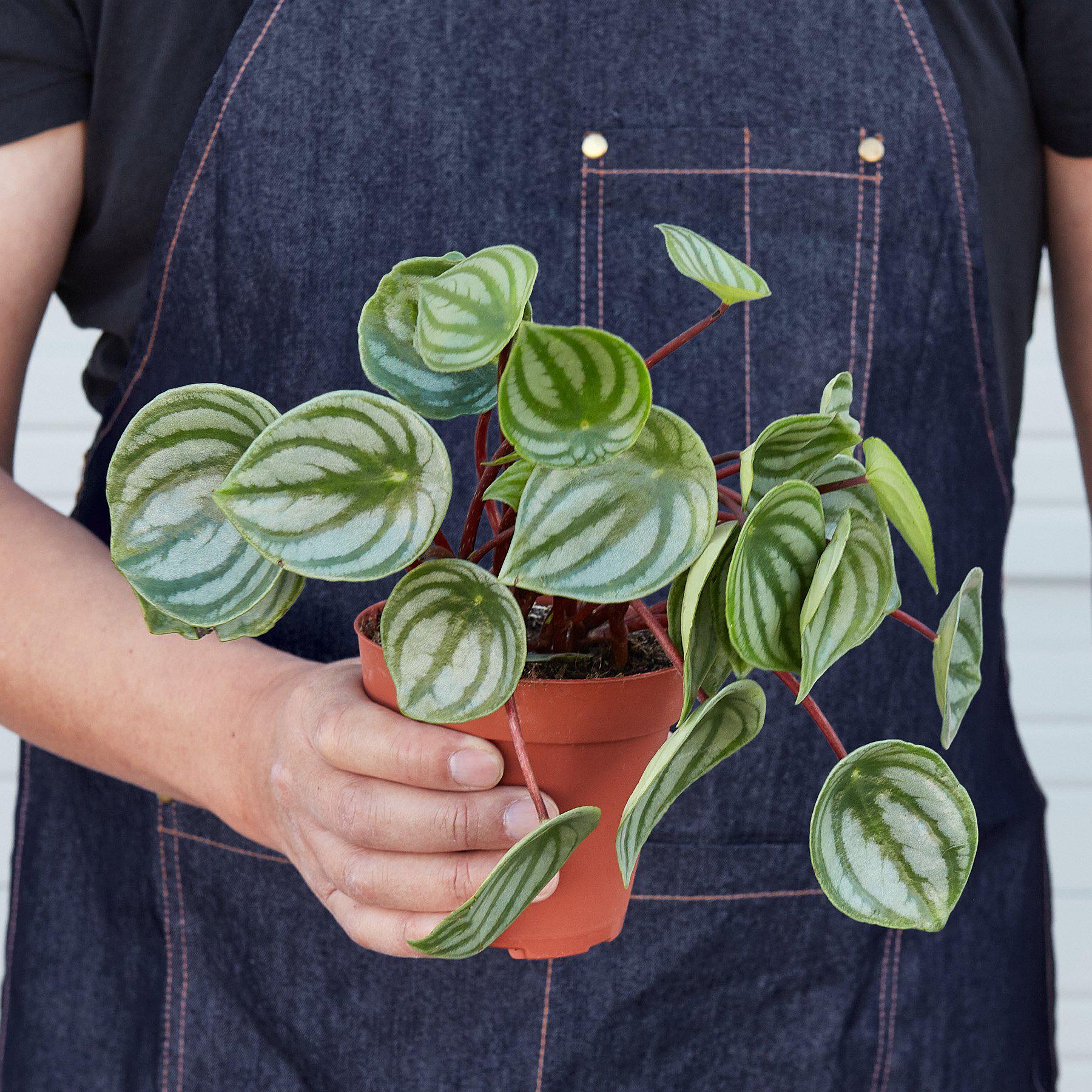 House Plant Shop: Peperomia 'Watermelon'