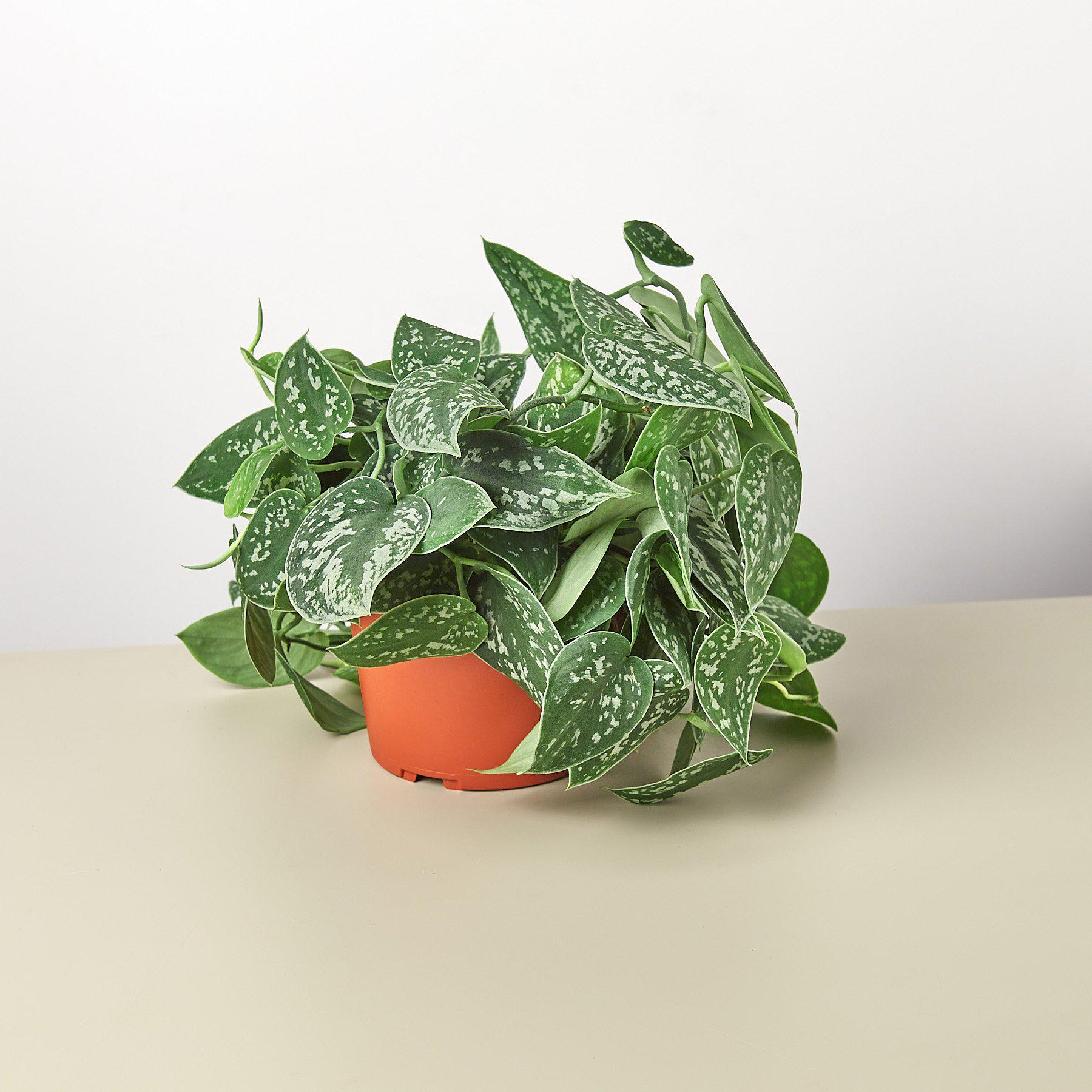 House Plant Shop Pothos 'Satin'