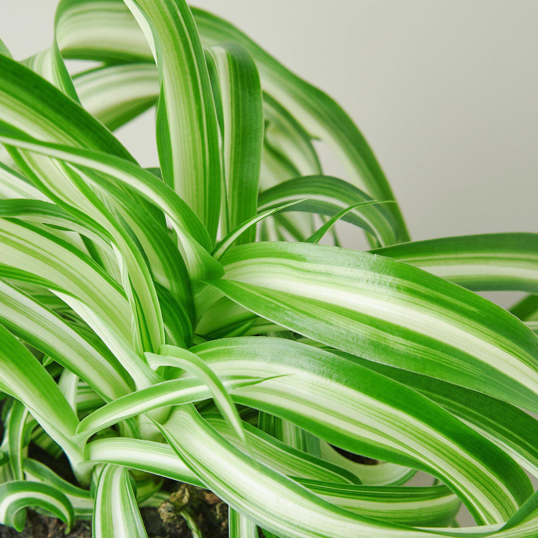 House Plant Shop Spider Plant 'Bonnie'