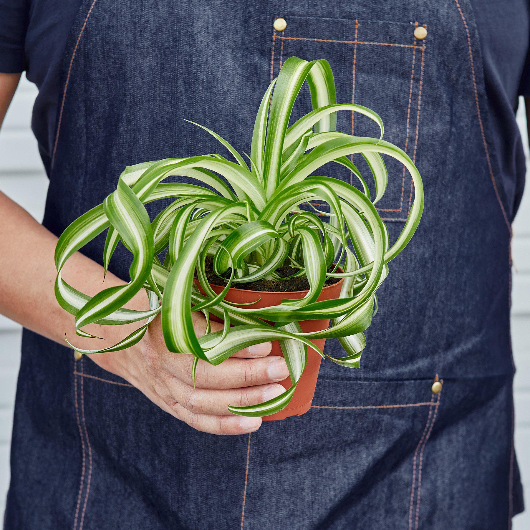 House Plant Shop Spider Plant 'Bonnie'