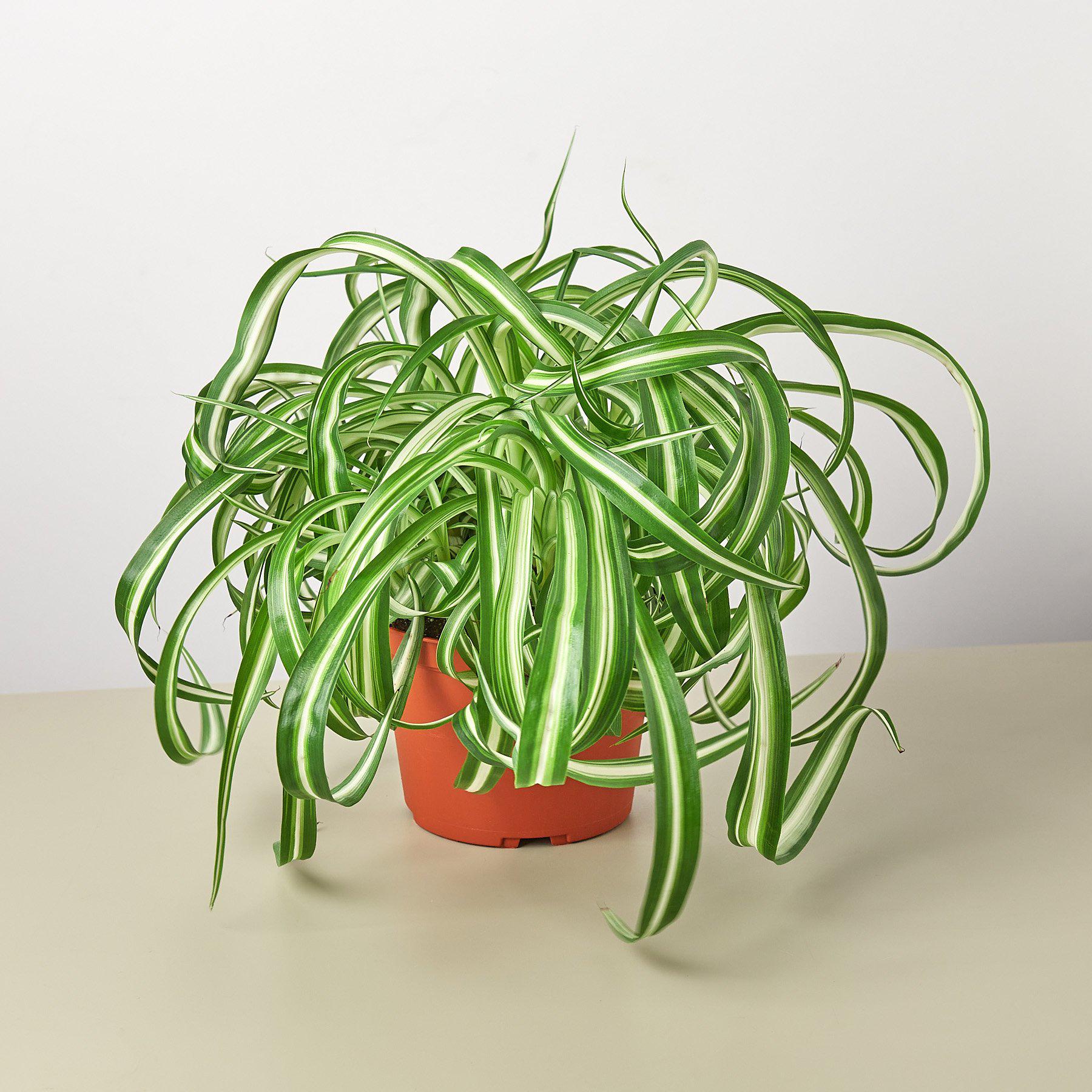 House Plant Shop Spider Plant 'Bonnie'