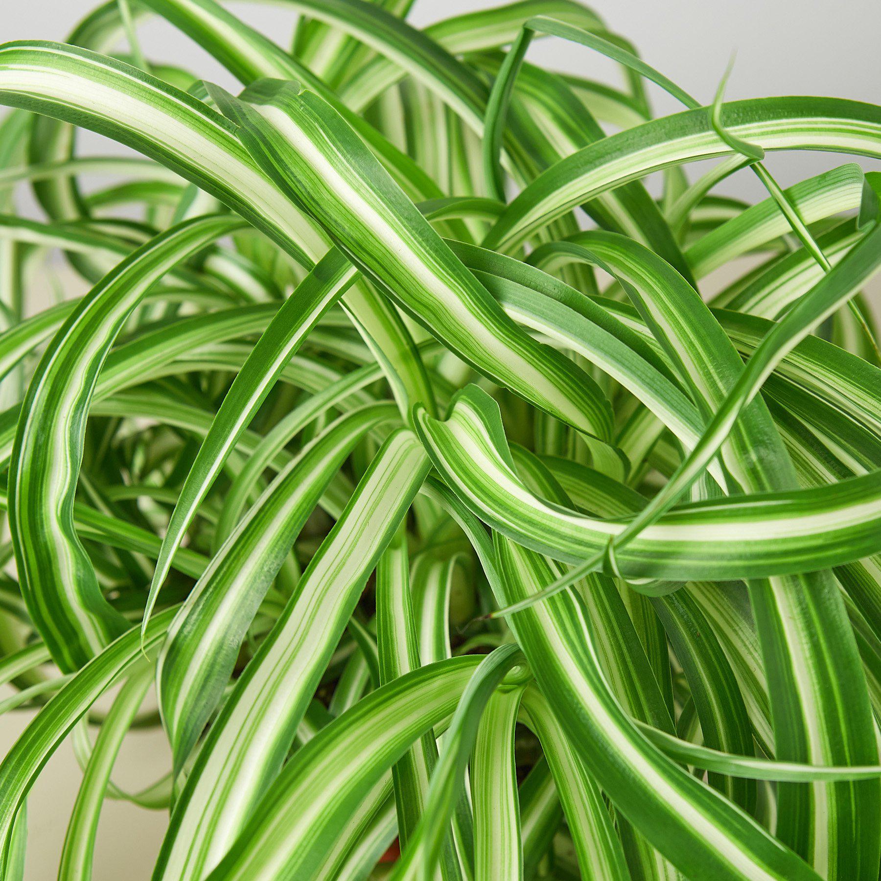 House Plant Shop Spider Plant 'Bonnie'