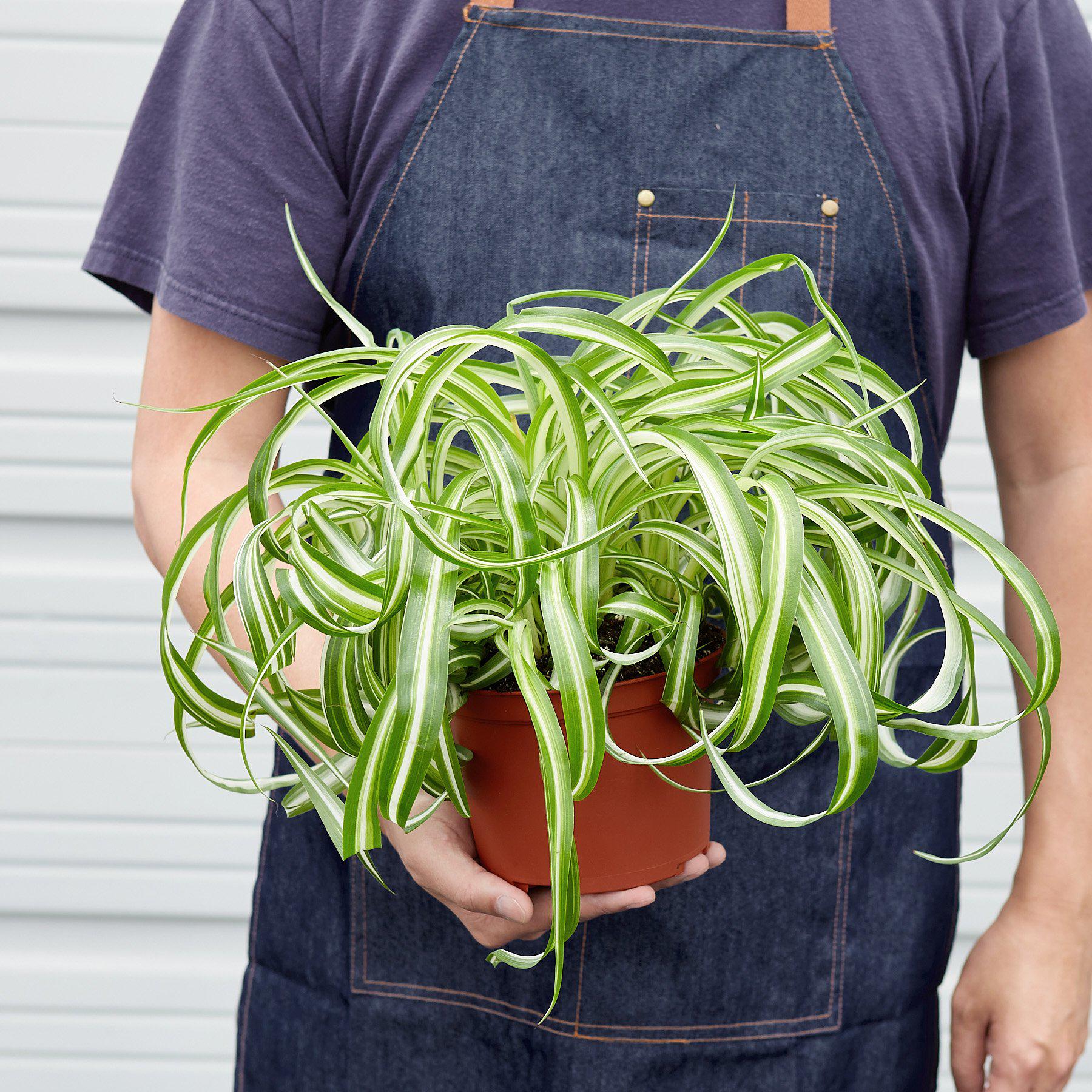 House Plant Shop Spider Plant 'Bonnie'