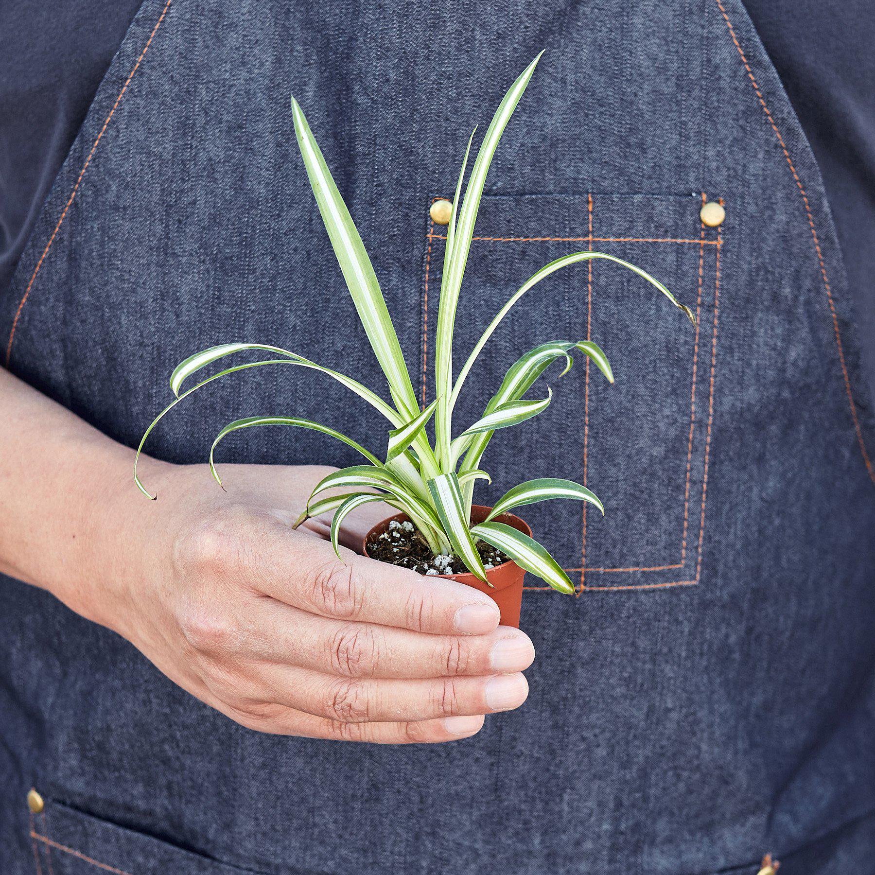 House Plant Shop Spider Plant 'Reverse'