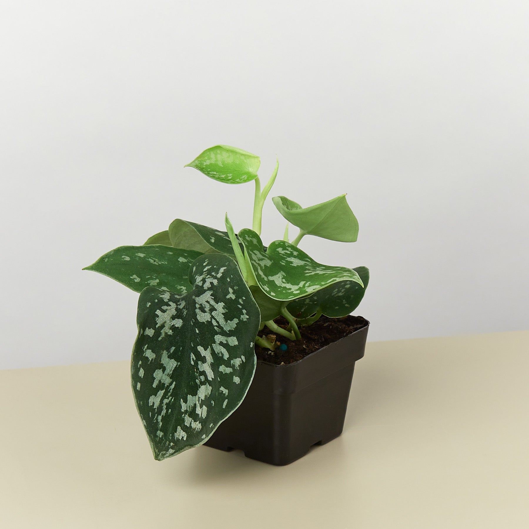 House Plant Shop Pothos 'Satin'