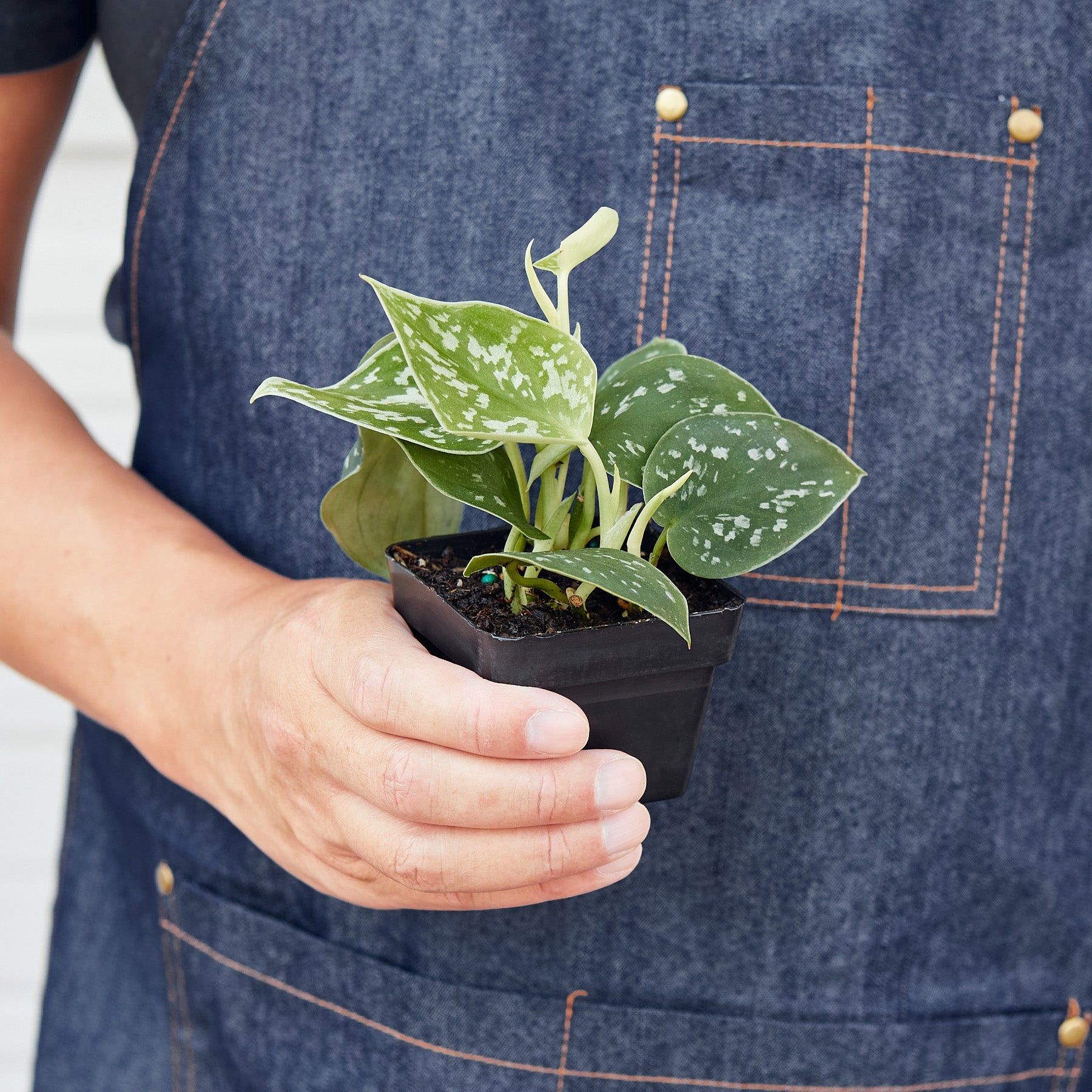 House Plant Shop Pothos 'Satin'