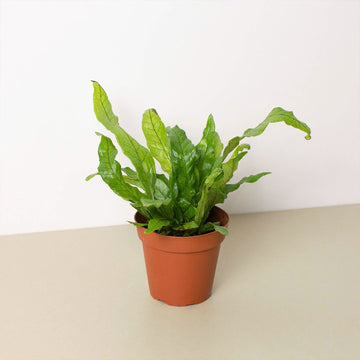 House Plant Shop: Fern 'Crocodile'