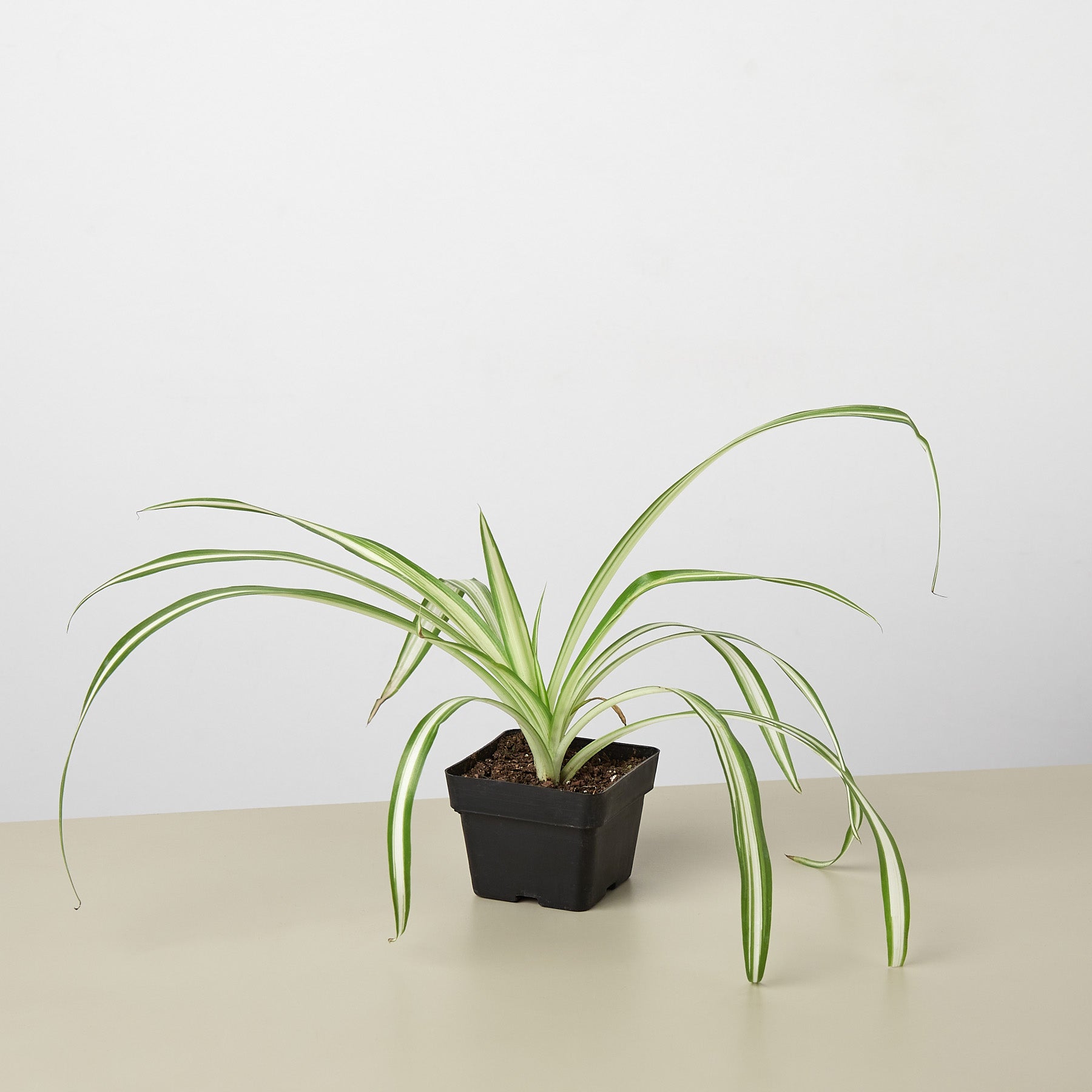 House Plant Shop Spider Plant 'Reverse'