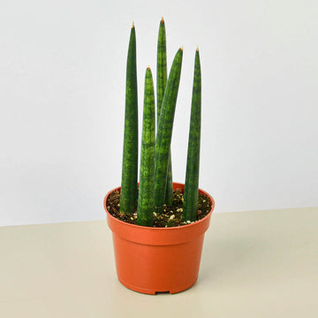 House Plant Shop: Snake Plant 'Cylindrica'