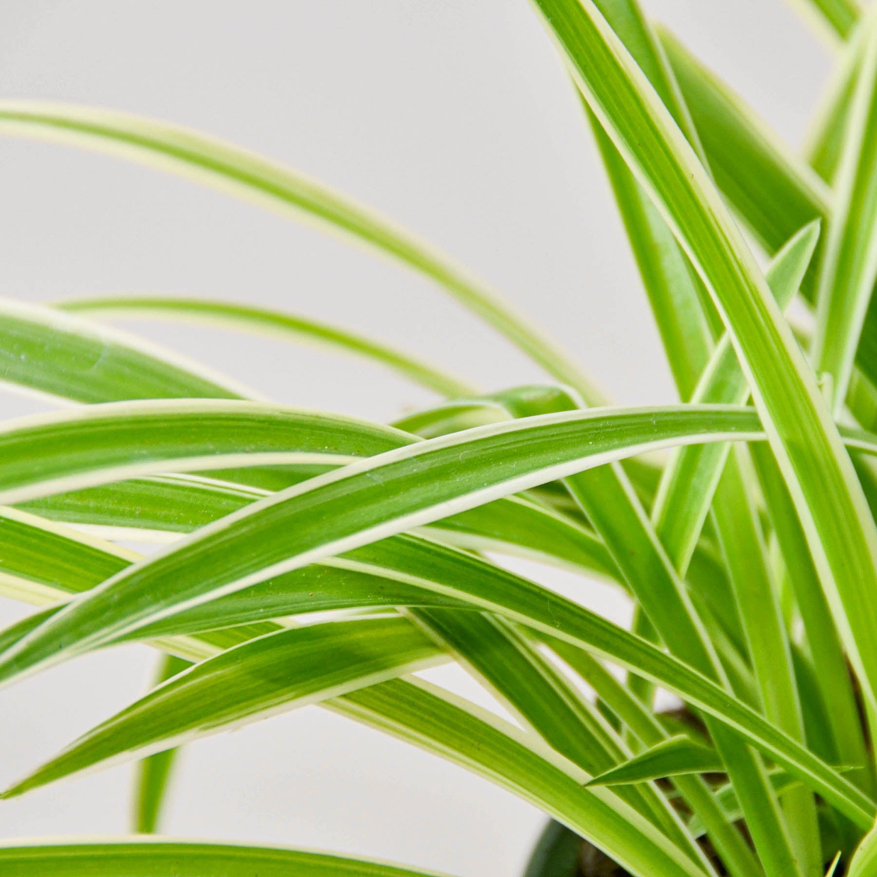 House Plant Shop Spider Plant 'Reverse'