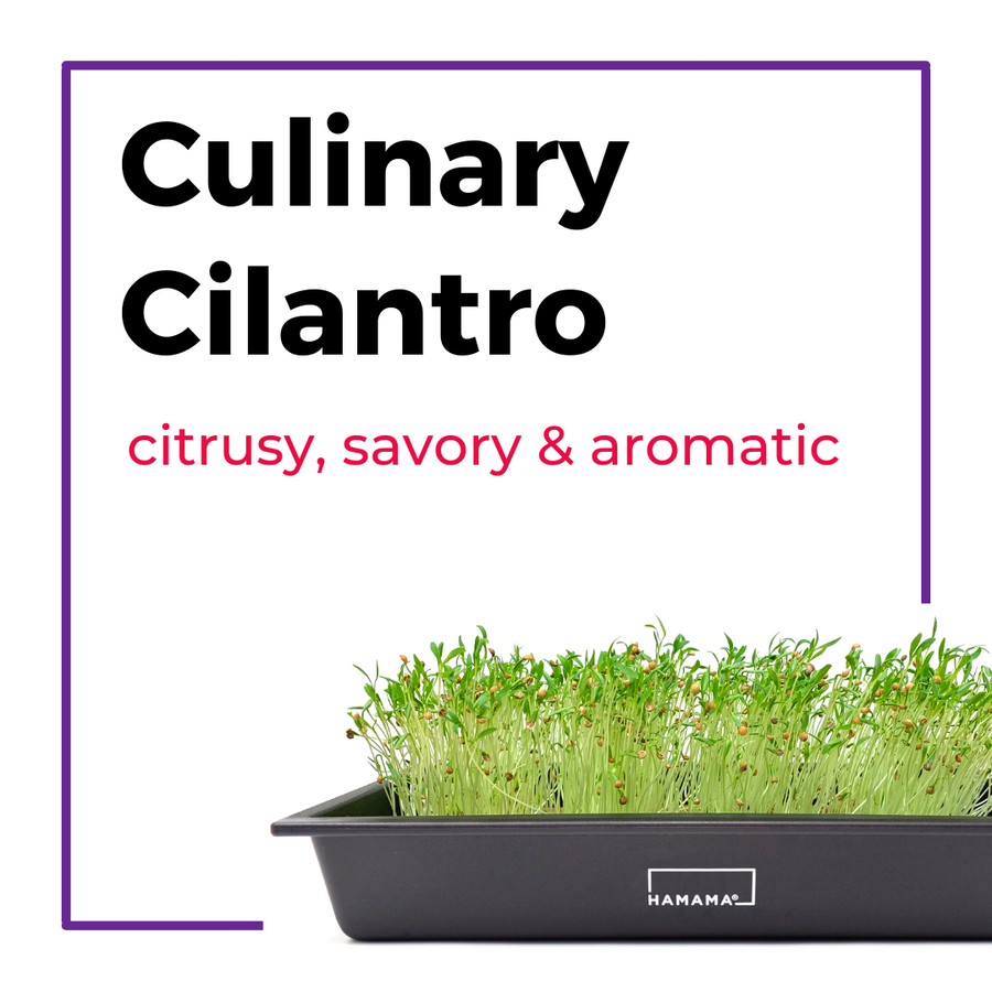 Hamama : Culinary Collection Cilantro Microgreen Kit