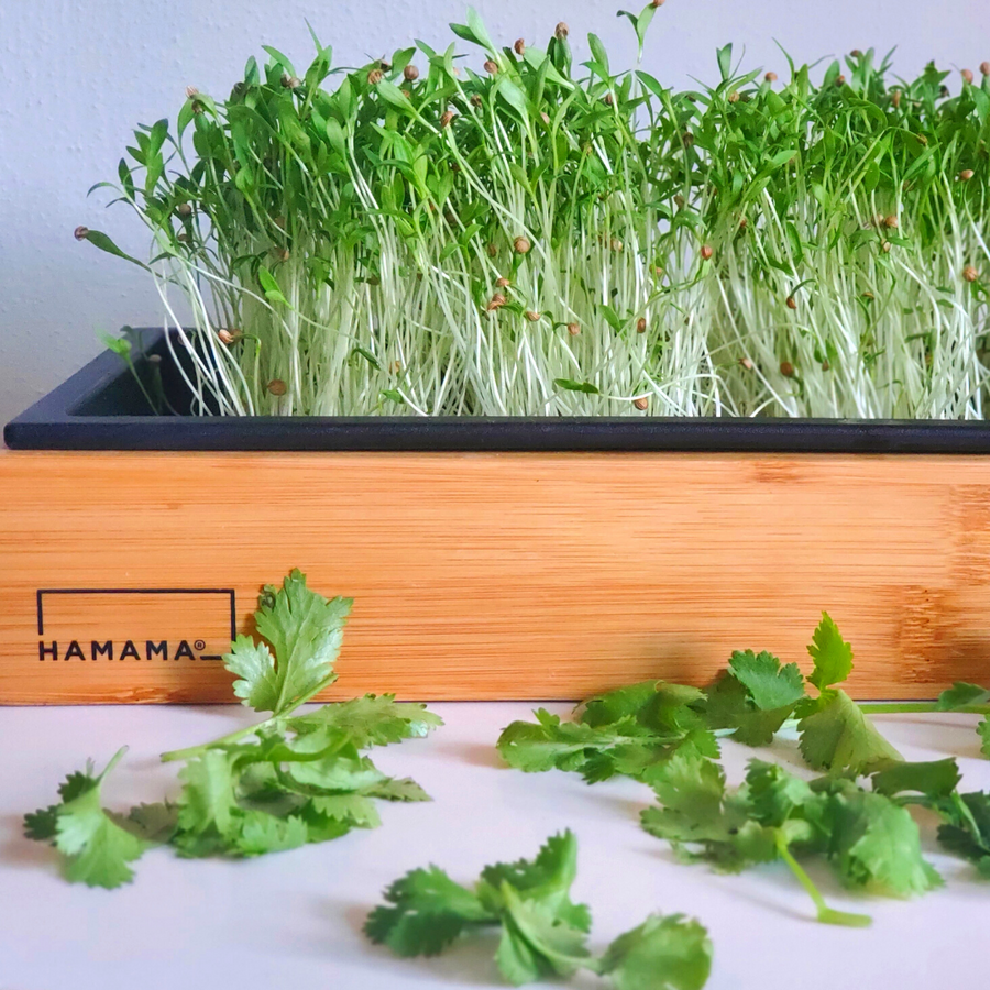 Hamama : Culinary Collection Cilantro Microgreen Kit
