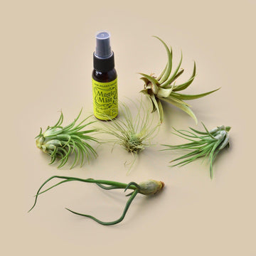 House Plant Shop: 5 Tillandsia Air Plant Pack with Fertilizer Spray