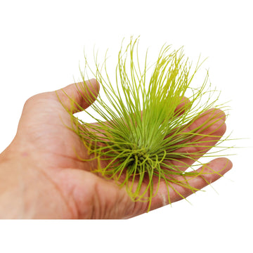 House Plant Shop: Tillandsia Air Plant Andreana - Large