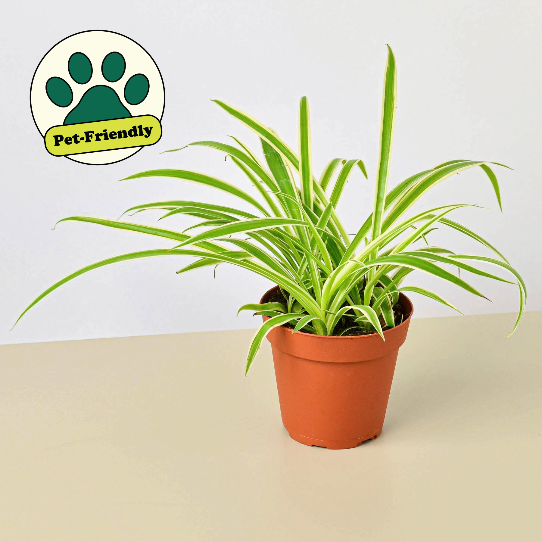 House Plant Shop Spider Plant 'Reverse'