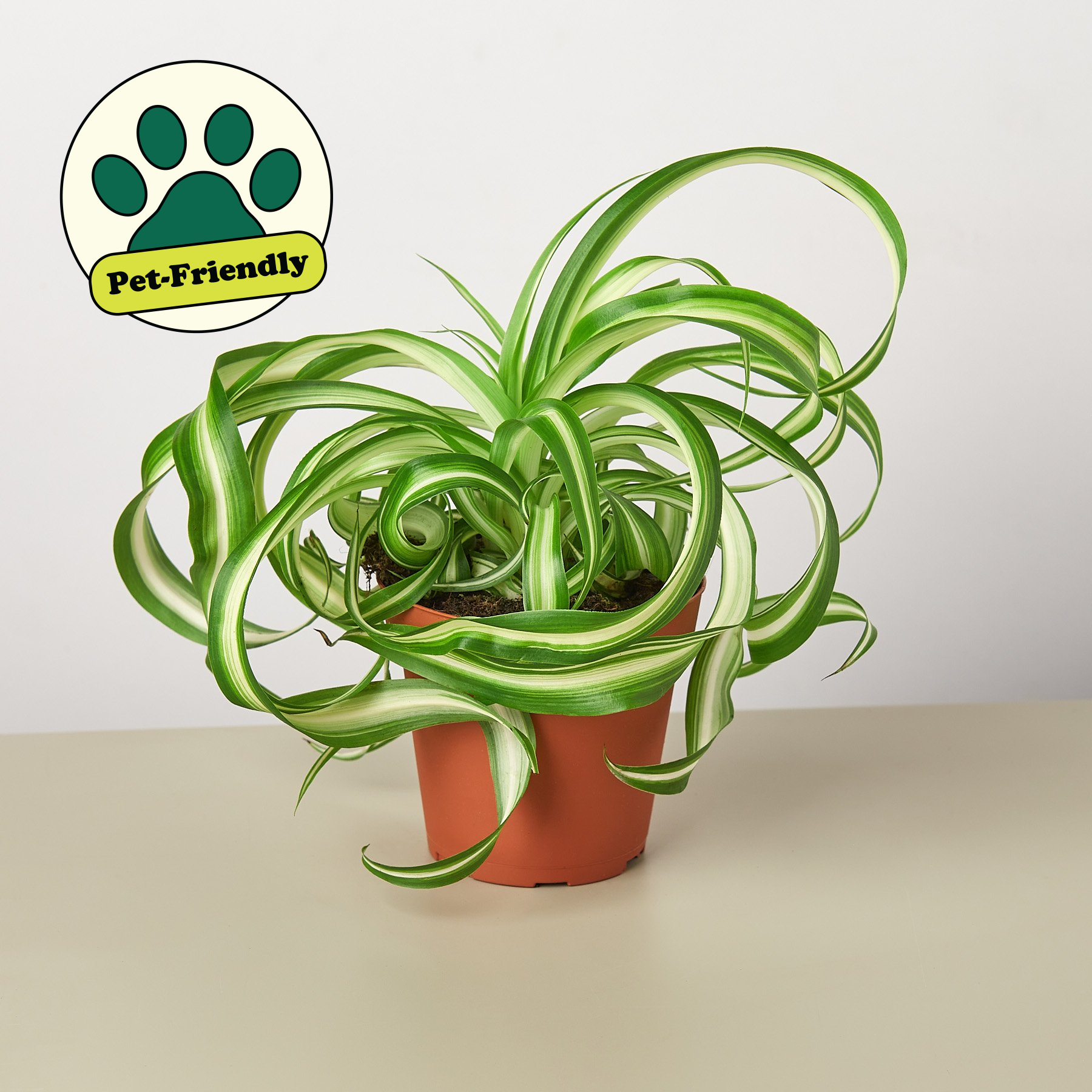 House Plant Shop Spider Plant 'Bonnie'