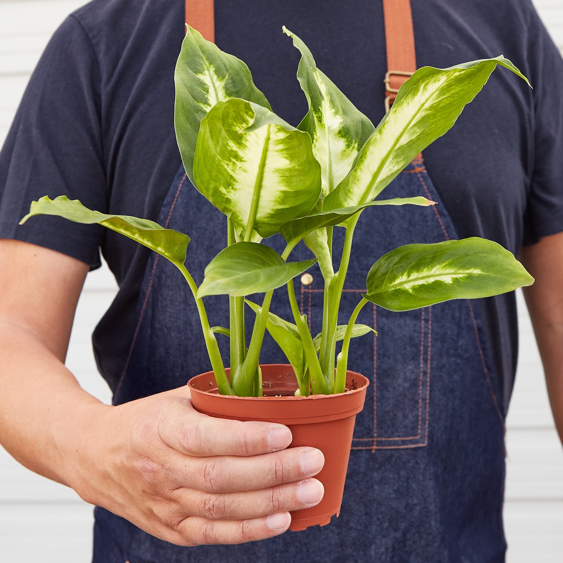 House Plant Shop: Dieffenbachia Camille