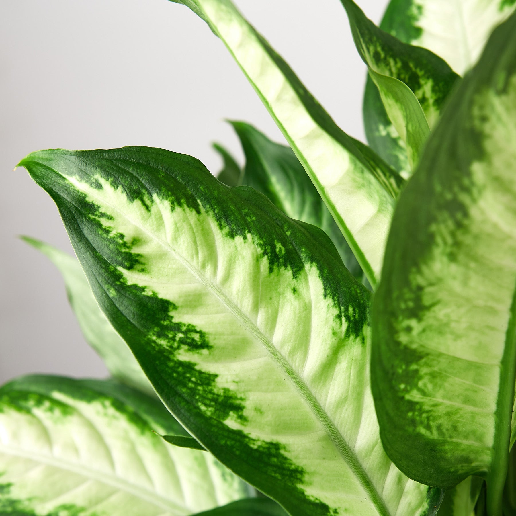 House Plant Shop: Dieffenbachia Camille