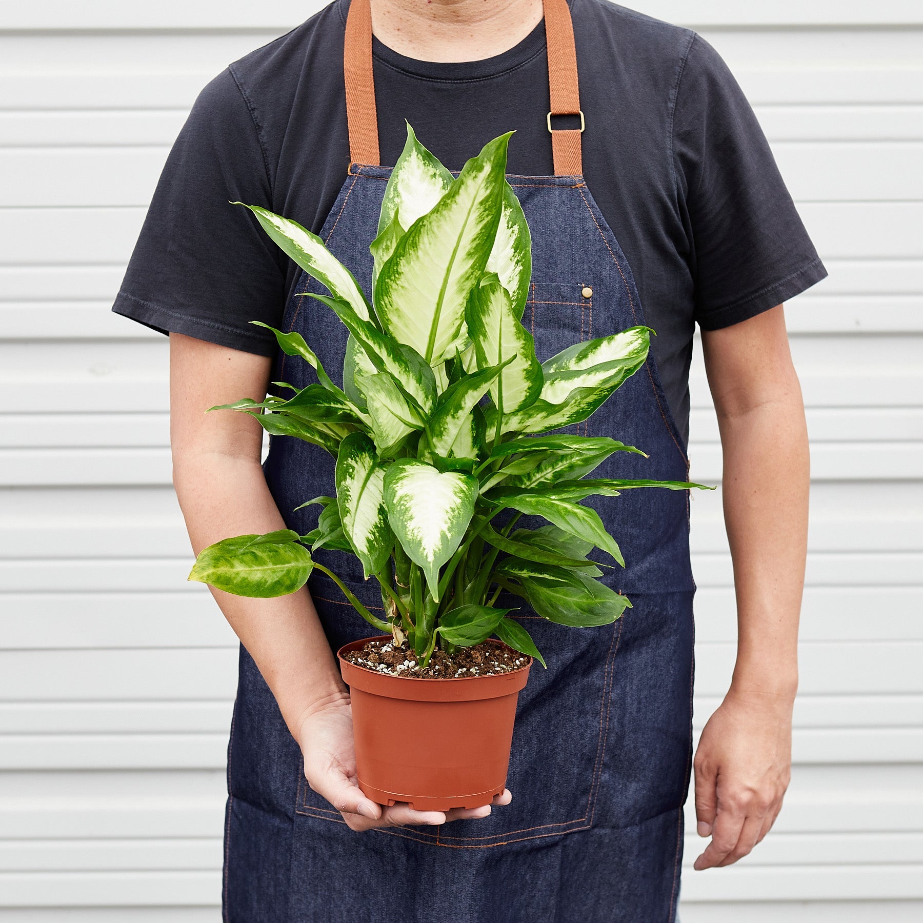 House Plant Shop: Dieffenbachia Camille