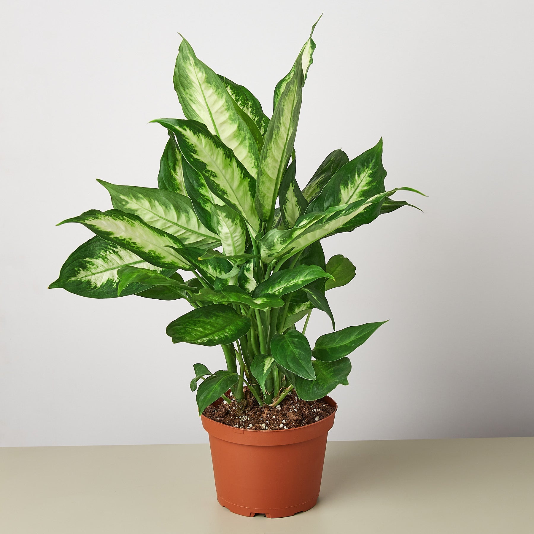 House Plant Shop: Dieffenbachia Camille