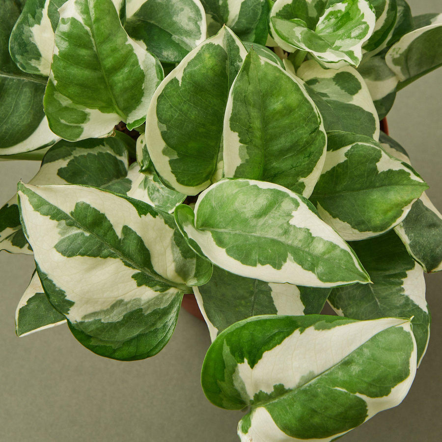 House Plant Shop: Pothos 'N'joy'