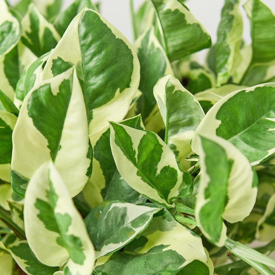 House Plant Shop: Pothos 'N'joy'