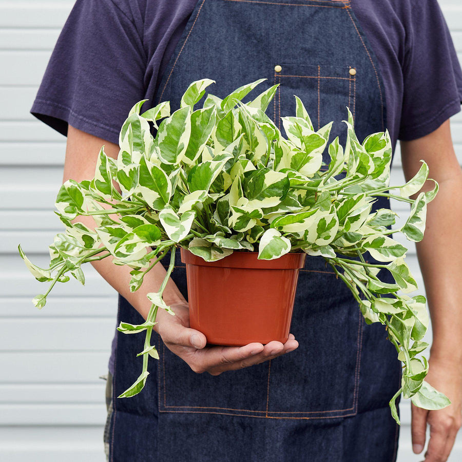 House Plant Shop: Pothos 'N'joy'