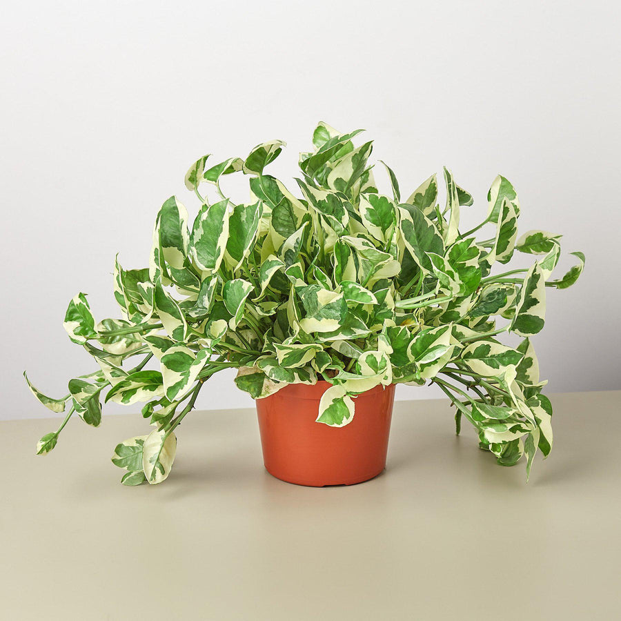 House Plant Shop: Pothos 'N'joy'