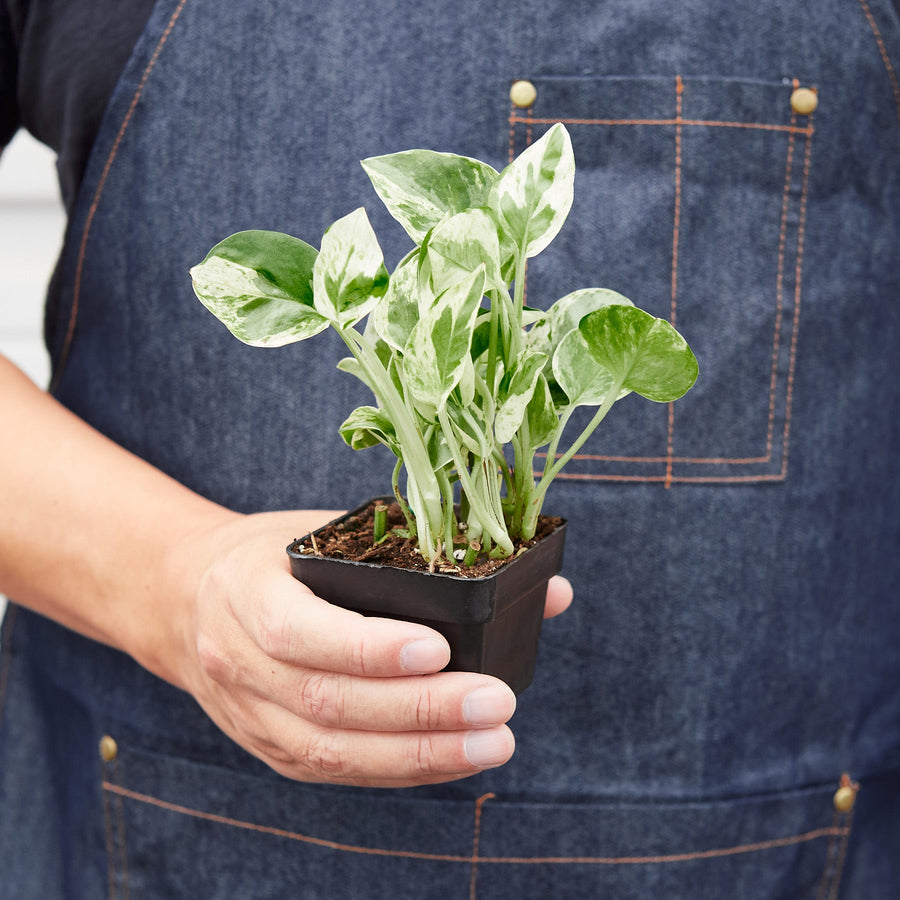 House Plant Shop: Pothos 'N'joy'