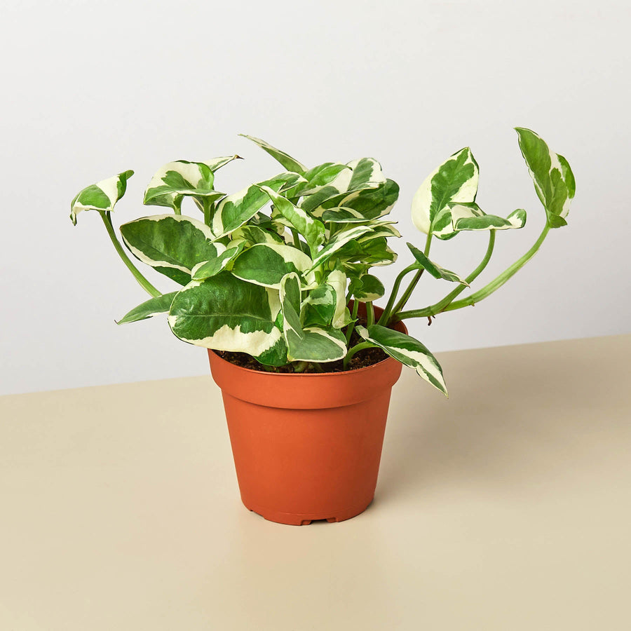 House Plant Shop: Pothos 'N'joy'