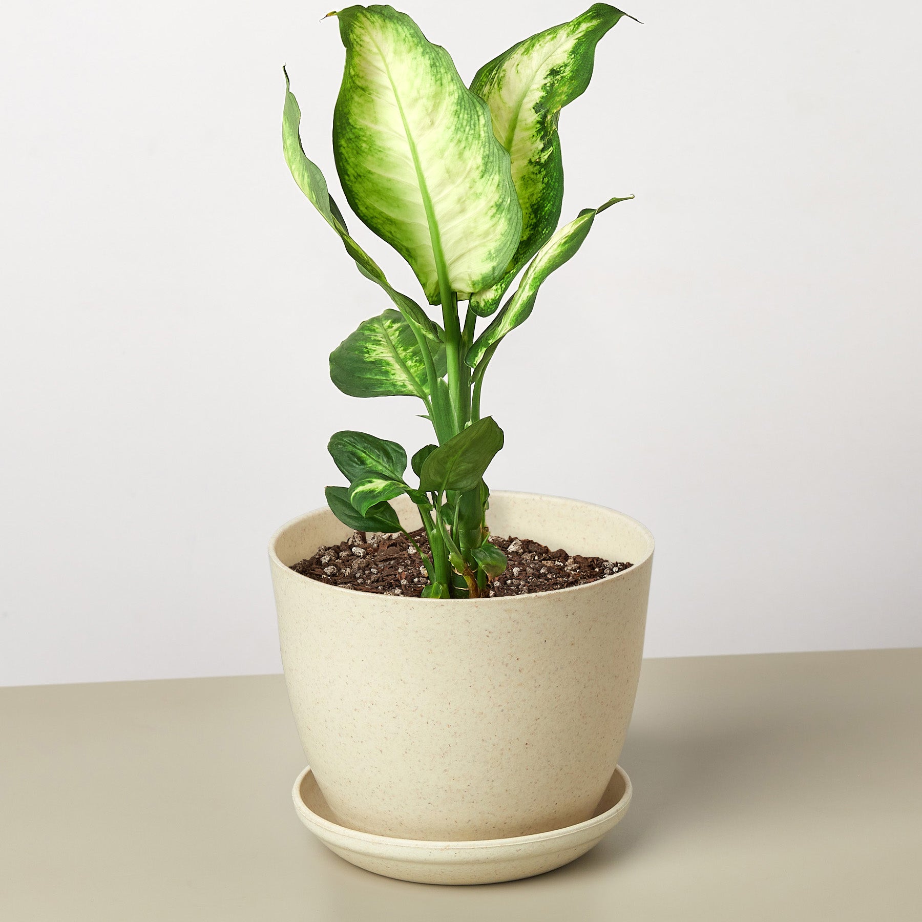 House Plant Shop: Dieffenbachia Camille