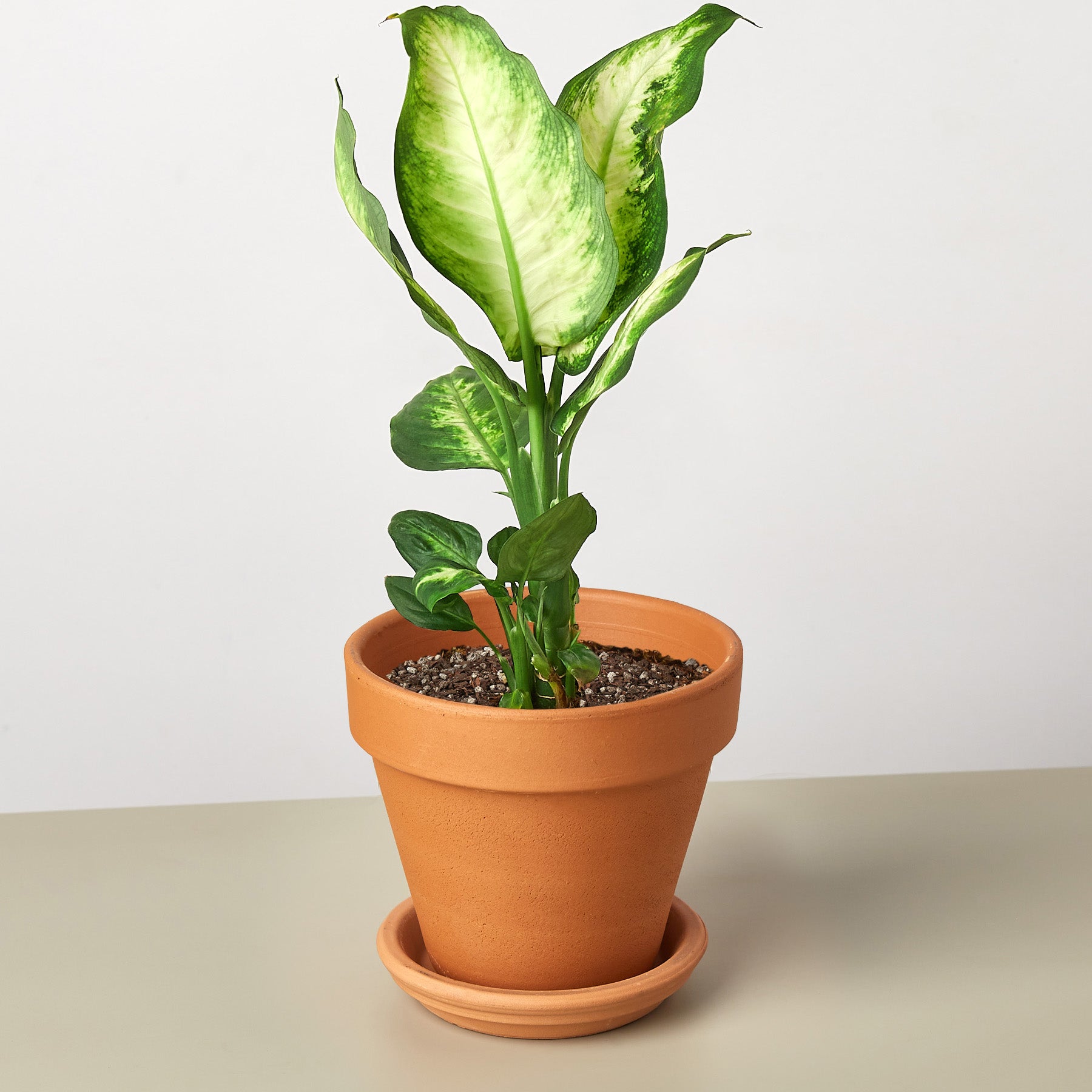 House Plant Shop: Dieffenbachia Camille