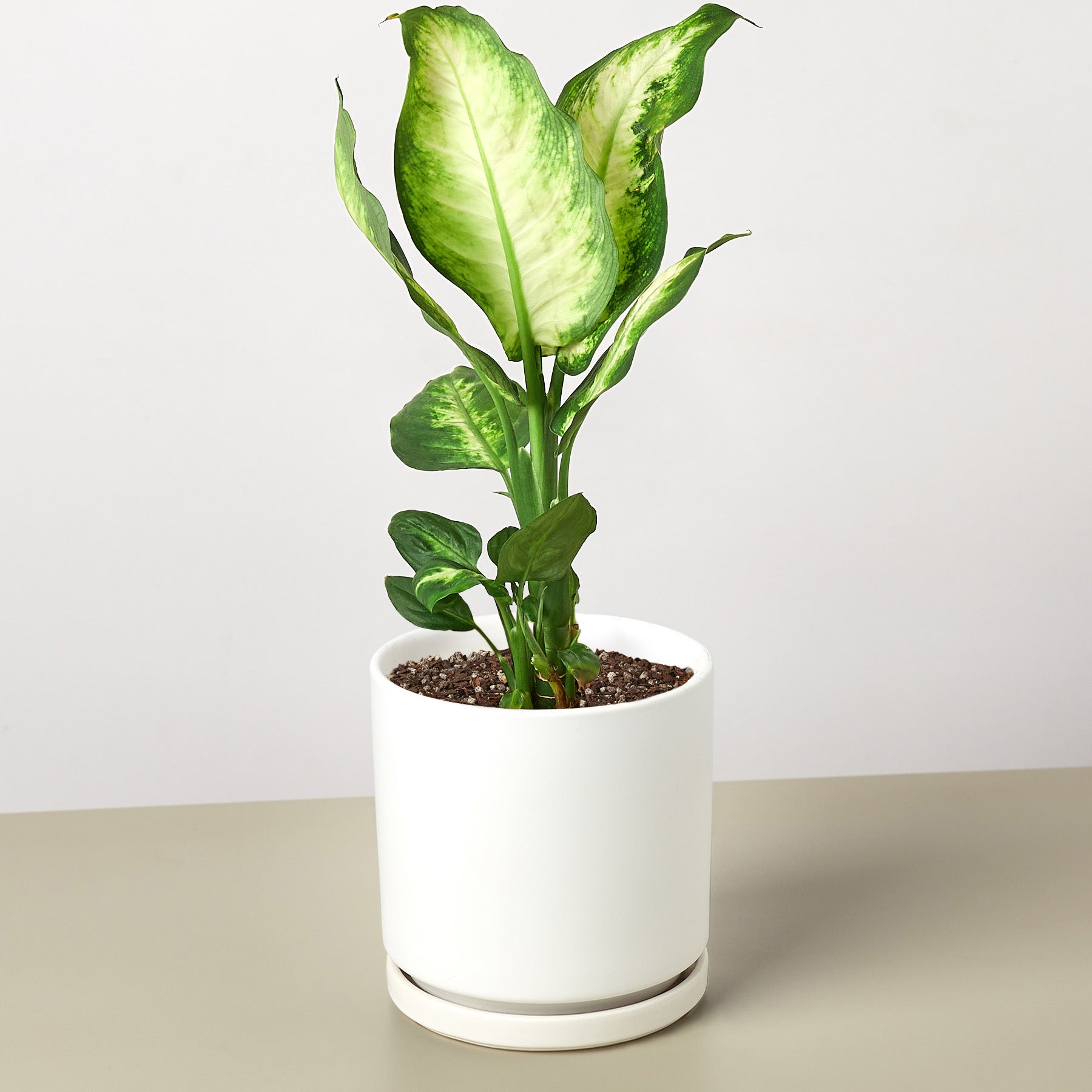 House Plant Shop: Dieffenbachia Camille