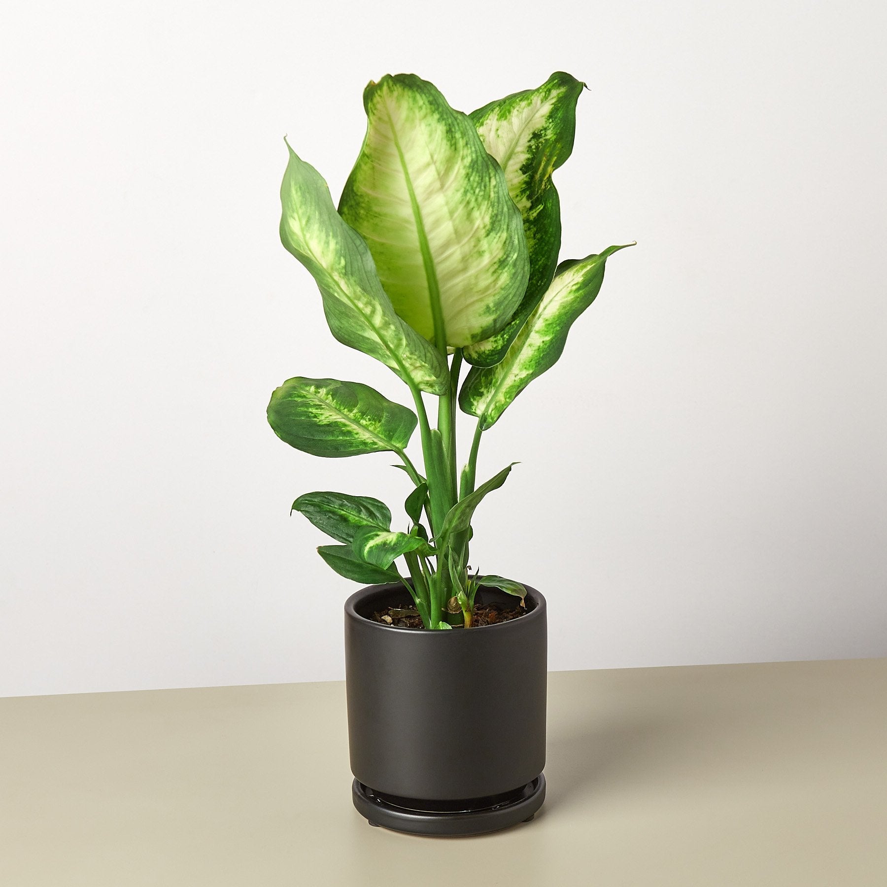 House Plant Shop: Dieffenbachia Camille